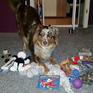 Hund müsste man sein, grins