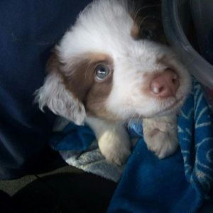 IMG 20160227 WA0003 (1)