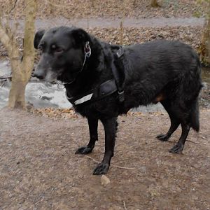 Ein Labradorkörper auf Streichholzbeinen 
Januar 14