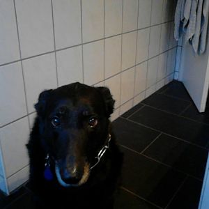 Rex im Bad 13
(sieht ein bisschen aus wie Alf)