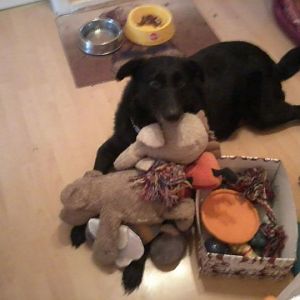 Rex bei seiner Lieblingsbeschäftigung im Nov 2010