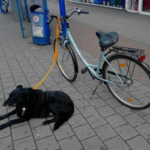 Rex ist mit mir im September 13 mit 11 Jahren noch Fahrrad gefahren