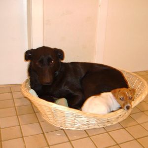 Rex mit 1,5 und unserer verstorbenen Jack-Russell-Hündin