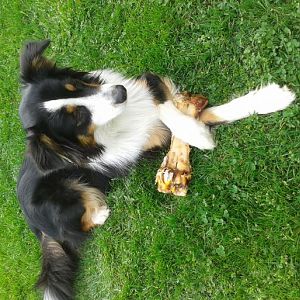 2http://www.aussie.de/forum/album.php?albumid=689&attachmentid=772910140406 174123