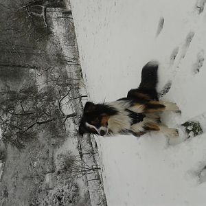 2014122http://www.aussie.de/forum/album.php?albumid=689&attachmentid=772927 115200