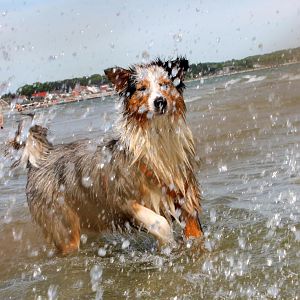 Wasser ist einfach ihr Element.