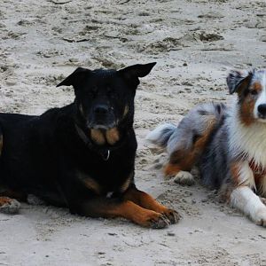 Racker (Mischling) 9 Jahre alt und Lilly 5 Monate.