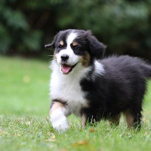 ahttp://www.aussie.de/forum/album.php?albumid=1223&attachmentid=79232