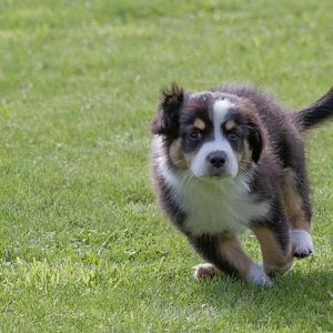 chttp://www.aussie.de/forum/album.php?albumid=1223&attachmentid=79234