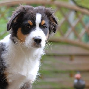 dhttp://www.aussie.de/forum/album.php?albumid=1223&attachmentid=79237