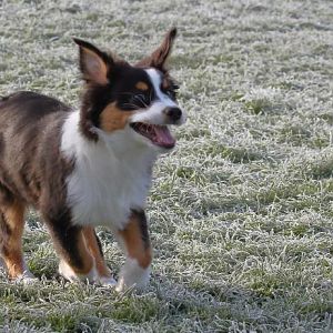 fhttp://www.aussie.de/forum/album.php?albumid=1223&attachmentid=79238