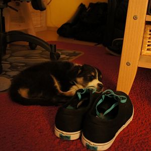 Neele mag Vans *lol*