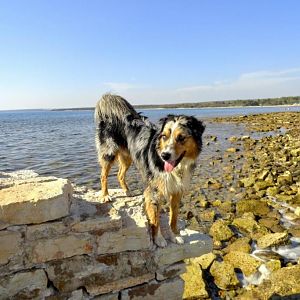 Kroatien ist prima für Hunde