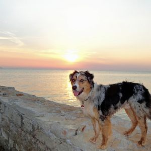 Auf der Mauer auf der Lauer