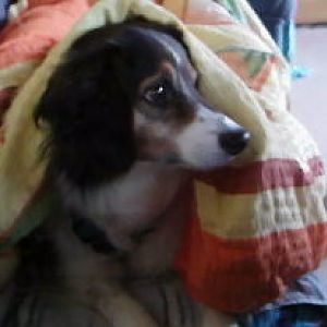 Bärli: wer traut sich  mich so früh 
 zu wecken.