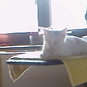 Blaise mit knapp 8 Wochen.