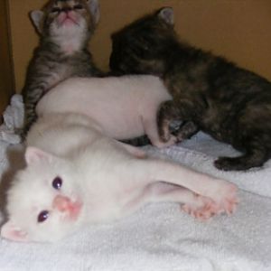 Blaise mit seinen Geschwistern (von vorne das zweite weisse kleine etwas).