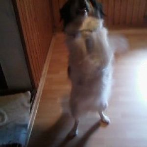 Bärli: Jetzt gib mir schon das Leckerl.