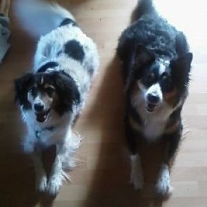 Bärli und Bonnie: Ja, jetzt gehts gleich los und wir gehen spazieren.