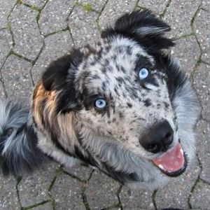 Frauchen anhimmeln <3