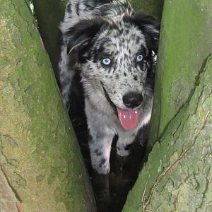 im Baumwasser stehen