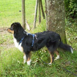 jack ist heute ein hhttp://www.aussie.de/forum/album.php?albumid=402&attachmentid=8656albes jahr alt 004