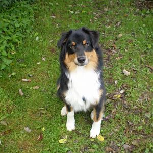 jack ist heute ein halbes jahttp://www.aussie.de/forum/album.php?albumid=402&attachmentid=8658hr alt 009