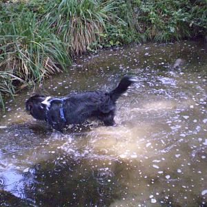 jack ist heute ein hhttp://www.aussie.de/forum/album.php?albumid=402&attachmentid=8659albes jahr alt 014