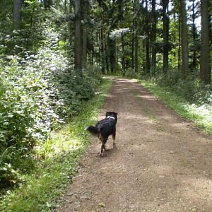 jack ist heute ein halbehttp://www.aussie.de/forum/album.php?albumid=402&attachmentid=8660s jahr alt 012