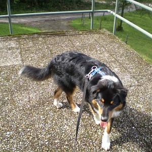 jack ist heute ein http://www.aussie.de/forum/album.php?albumid=402&attachmentid=8661halbes jahr alt 010