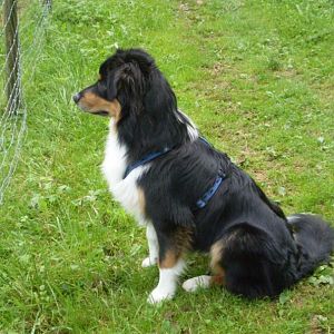 jack ist heute einhttp://www.aussie.de/forum/album.php?albumid=402&attachmentid=8662 halbes jahr alt 005