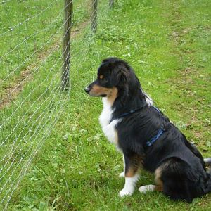 jack ist heute ein halbeshttp://www.aussie.de/forum/album.php?albumid=402&attachmentid=8663 jahr alt 006