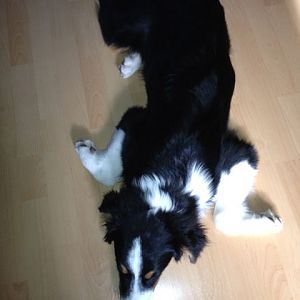 Sam total entspannt