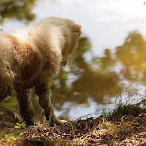 16.09.2012
Sam ist noch am Überlegen ob er in den See springen soll oder nicht, entschied sich dann am Ufer durch den Matsch zu flitzen :)