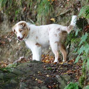 16.09.2012
Sam's erster Ausflug an den See