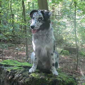 Ein Elmo sitzt im Walde...