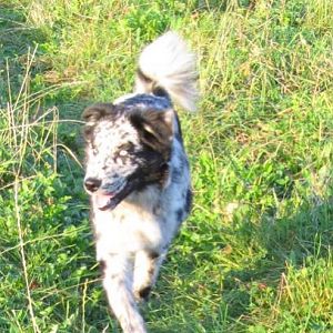 Husch husch, die Waldfee