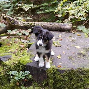 Neele im Wald :P