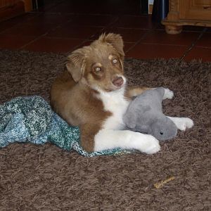 Randy mit Kuscheltier und Schmusedecke ;-)