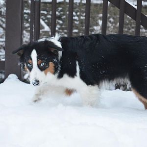 wolfhundkleinerwqypufavk8