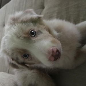 5DE68B22 DB9D 4830 B2A9 16A11C312748