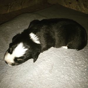 Ein kleines bild wo Ezzi noch 3 wochen alt war <3