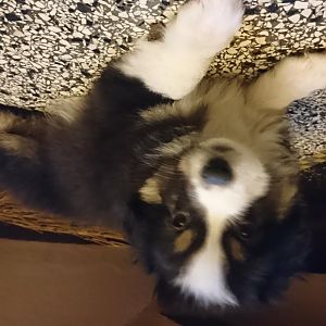 Hier war er 7 wochen alt <3