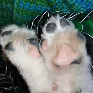 Super tolle flauschige pfötchen. Einfach weil ich diese so toll finde. <3