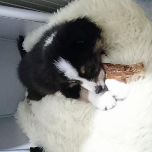 Das erste mal in der eigenen kleinen box und am dörfleisch knuspern.