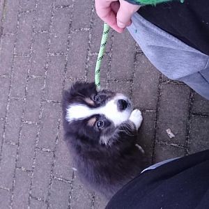 Das erste mal auf den bus warten <3 
Hier sind sir nach zoo und co. Gefahren, um ihm ein halsband und geschirr zu kaufen <3