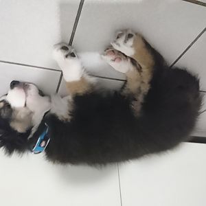 Schlafen auf den Fliesen. Muss einfach sein, ist total toll kalt.