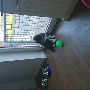 Das erste mal nasen kunst an der scheibe. Er beobachtet einfach was draußen passiert.