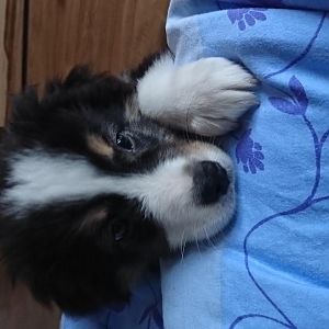 Der fragende blick, ob man aufs bett darf zum schmussen und schlafen <3