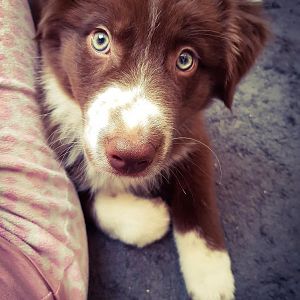 Chester sieht mir beim Waschmaschine einräumen zu :D